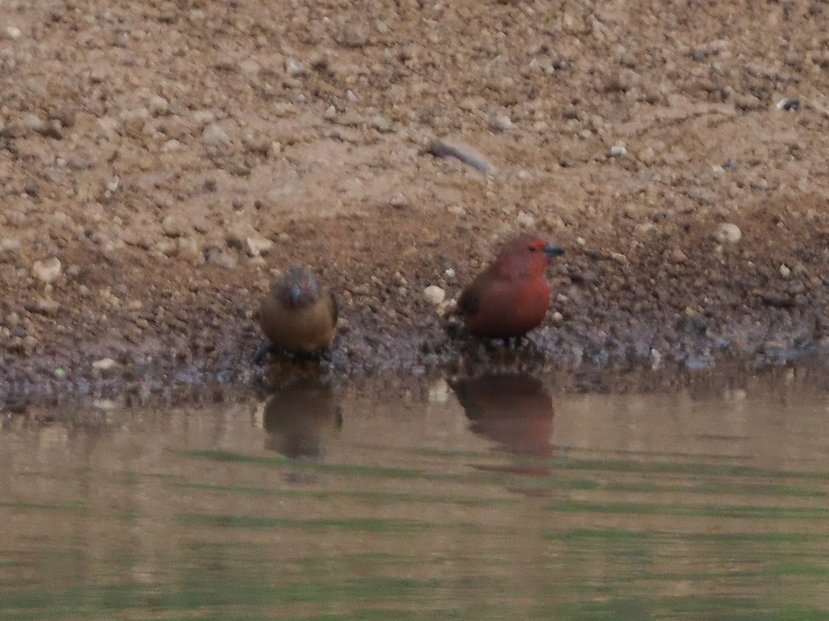 Rosenamarant - ML644533816