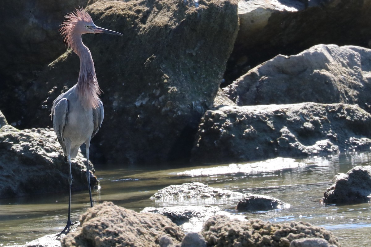 Reddish Egret - ML644533817