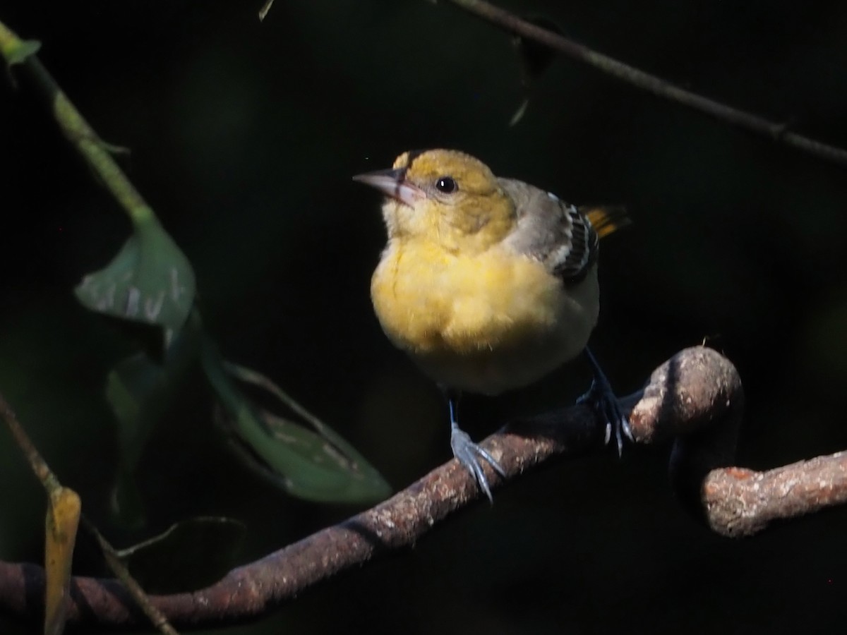 Oriole de Baltimore - ML644533822