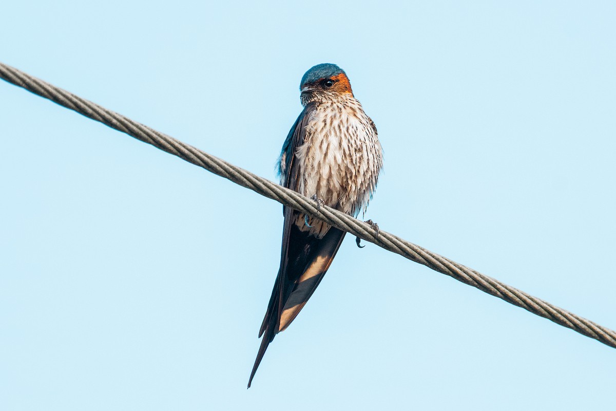 Hirondelle striolée - ML644533832