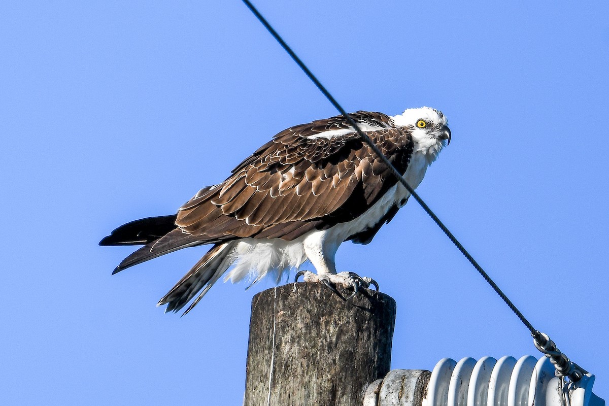 Osprey (Caribbean) - ML644533835