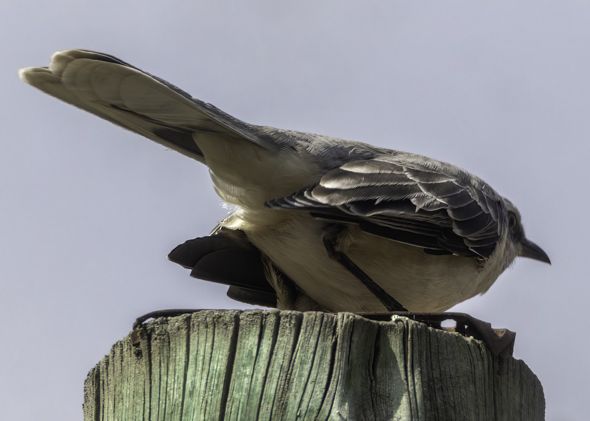 Tropical Mockingbird - ML644533845