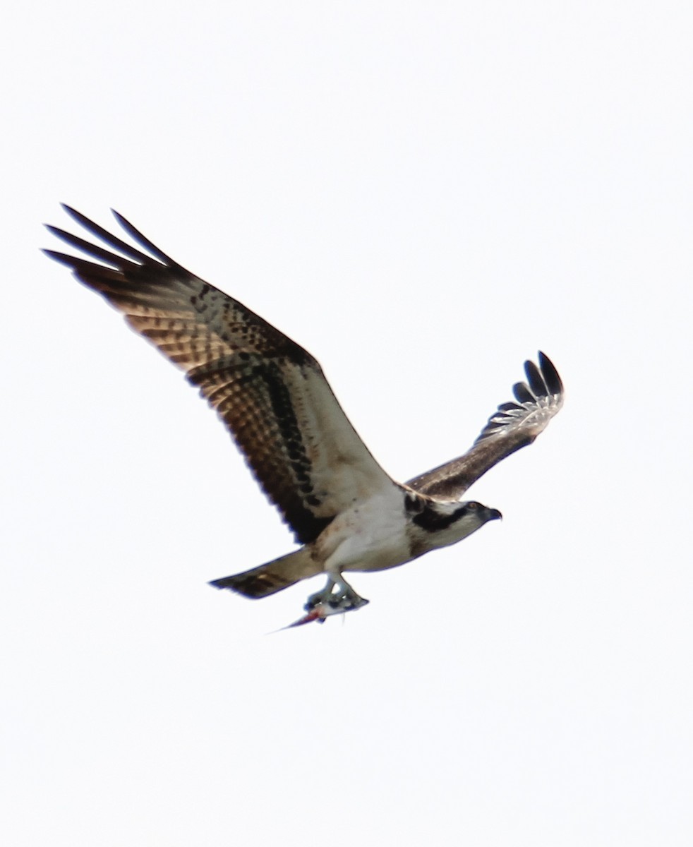 Osprey - ML644533850