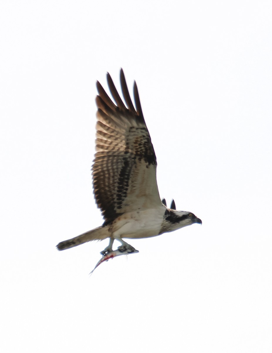 Osprey - ML644533851