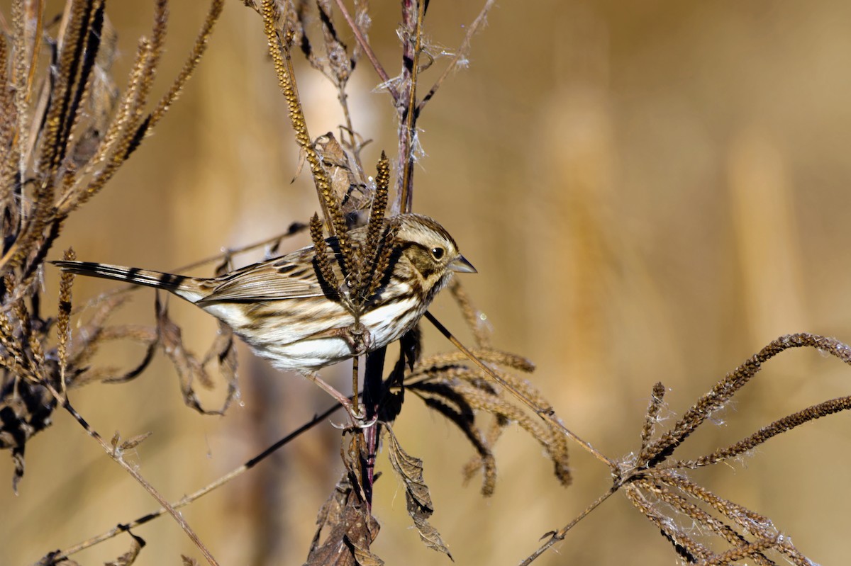 Пасовка співоча - ML644533854
