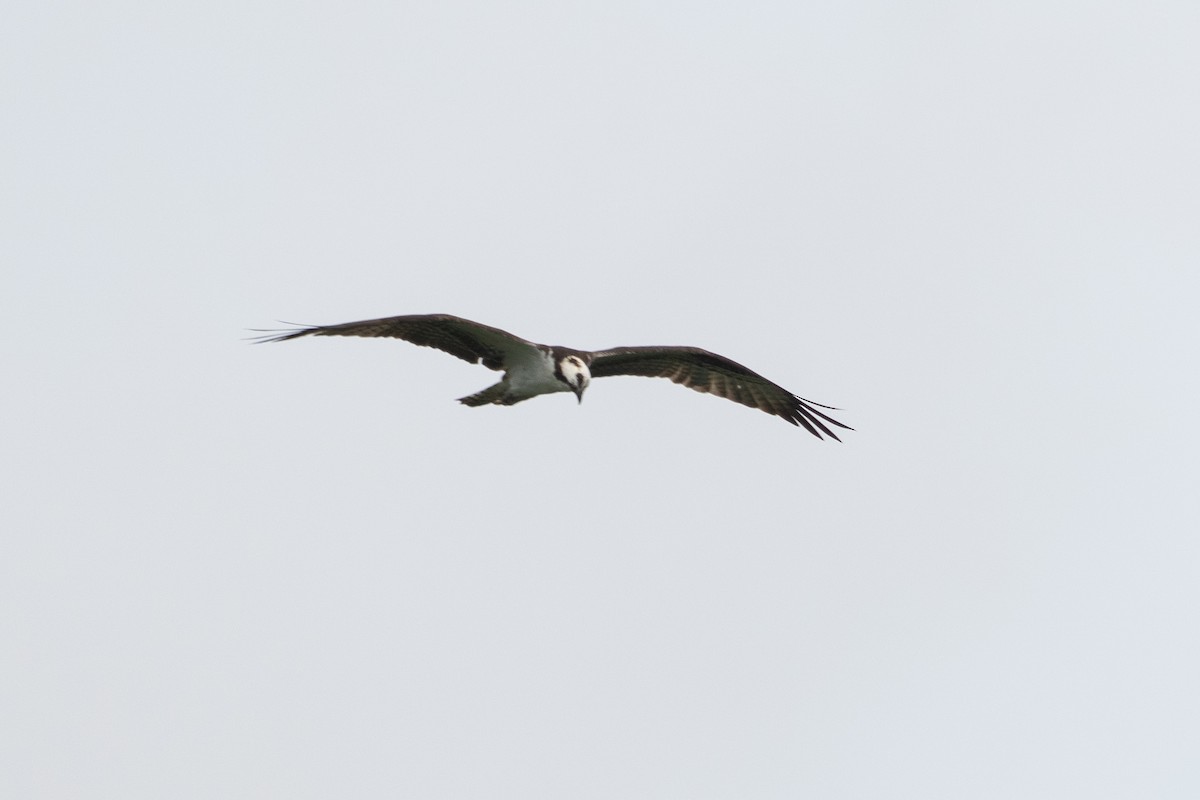 Osprey - ML644533858