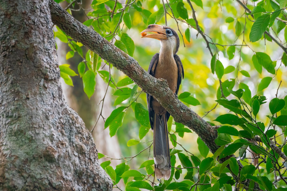 Calao d'Austen - ML644533868