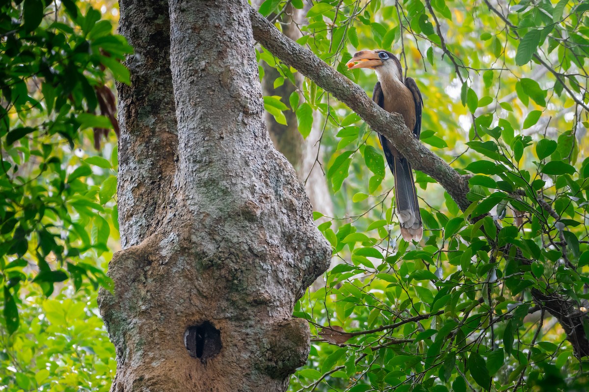 Calao d'Austen - ML644533870