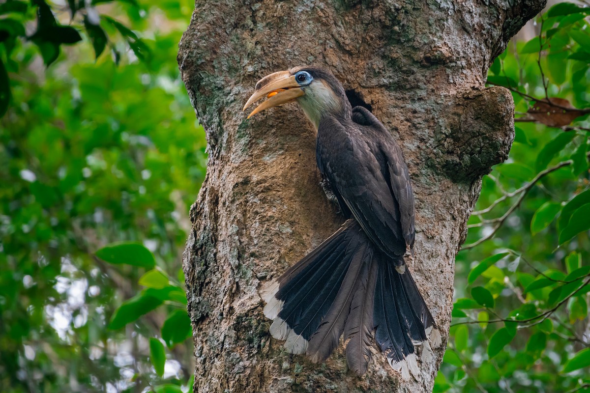 Calao d'Austen - ML644533871