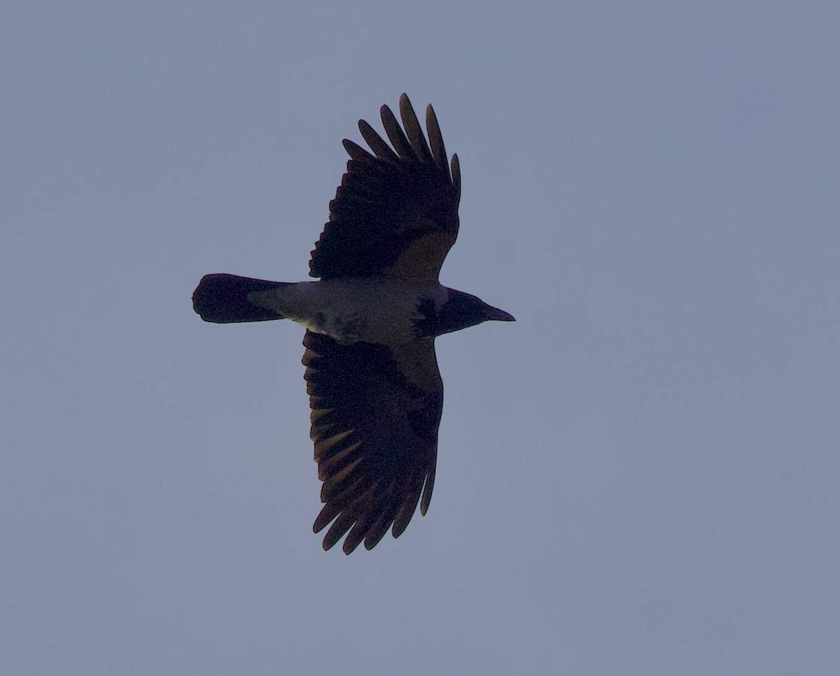 Hooded Crow - ML644533887