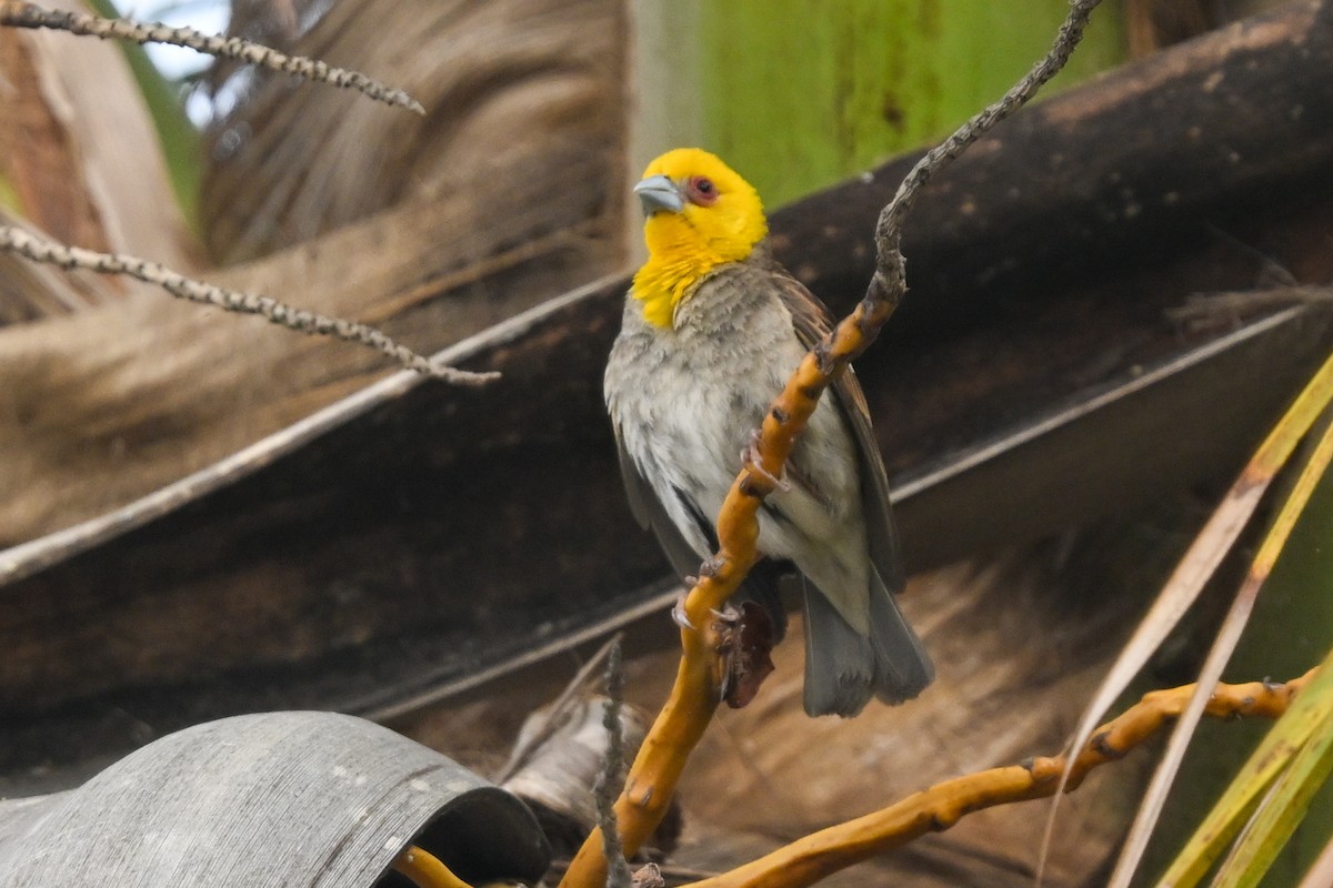 Sakalava Weaver - ML644533888