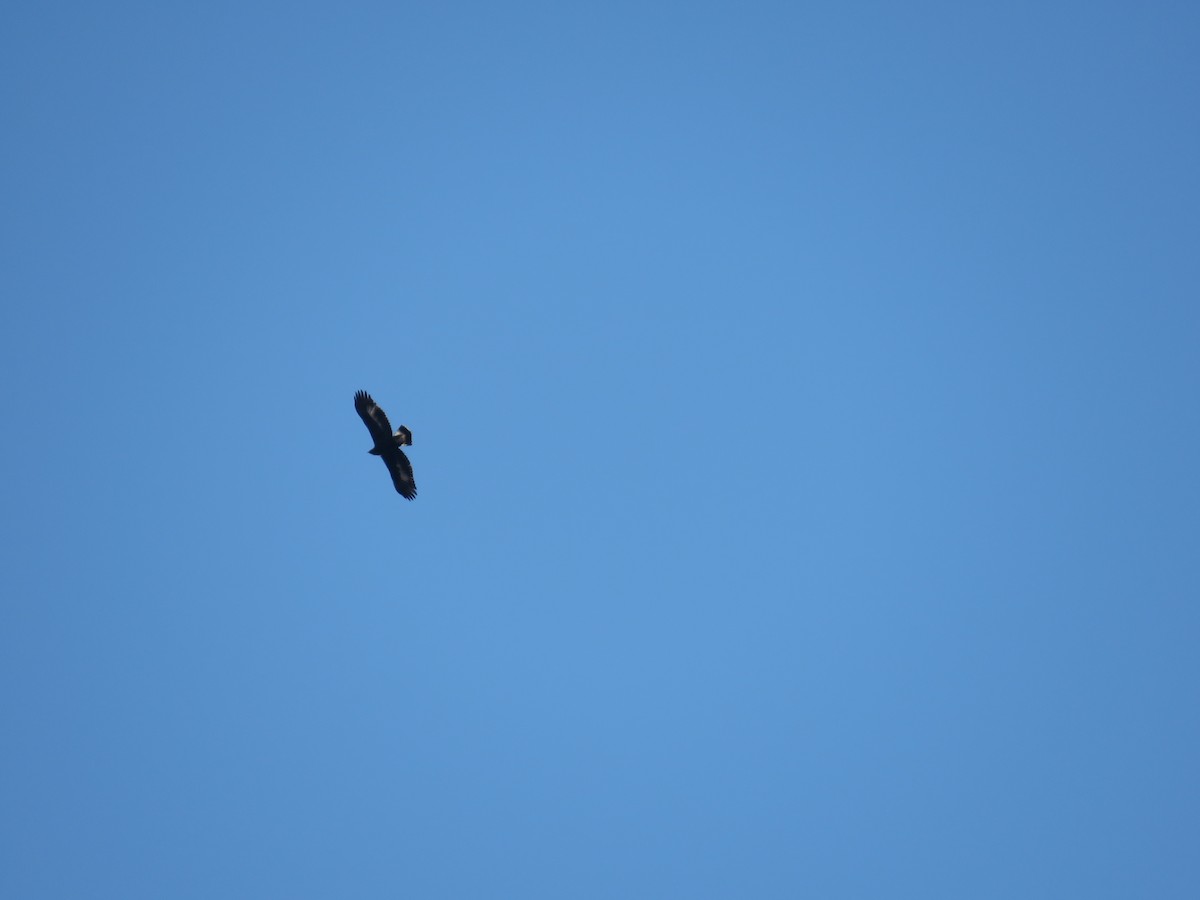 イヌワシ - ML644533892