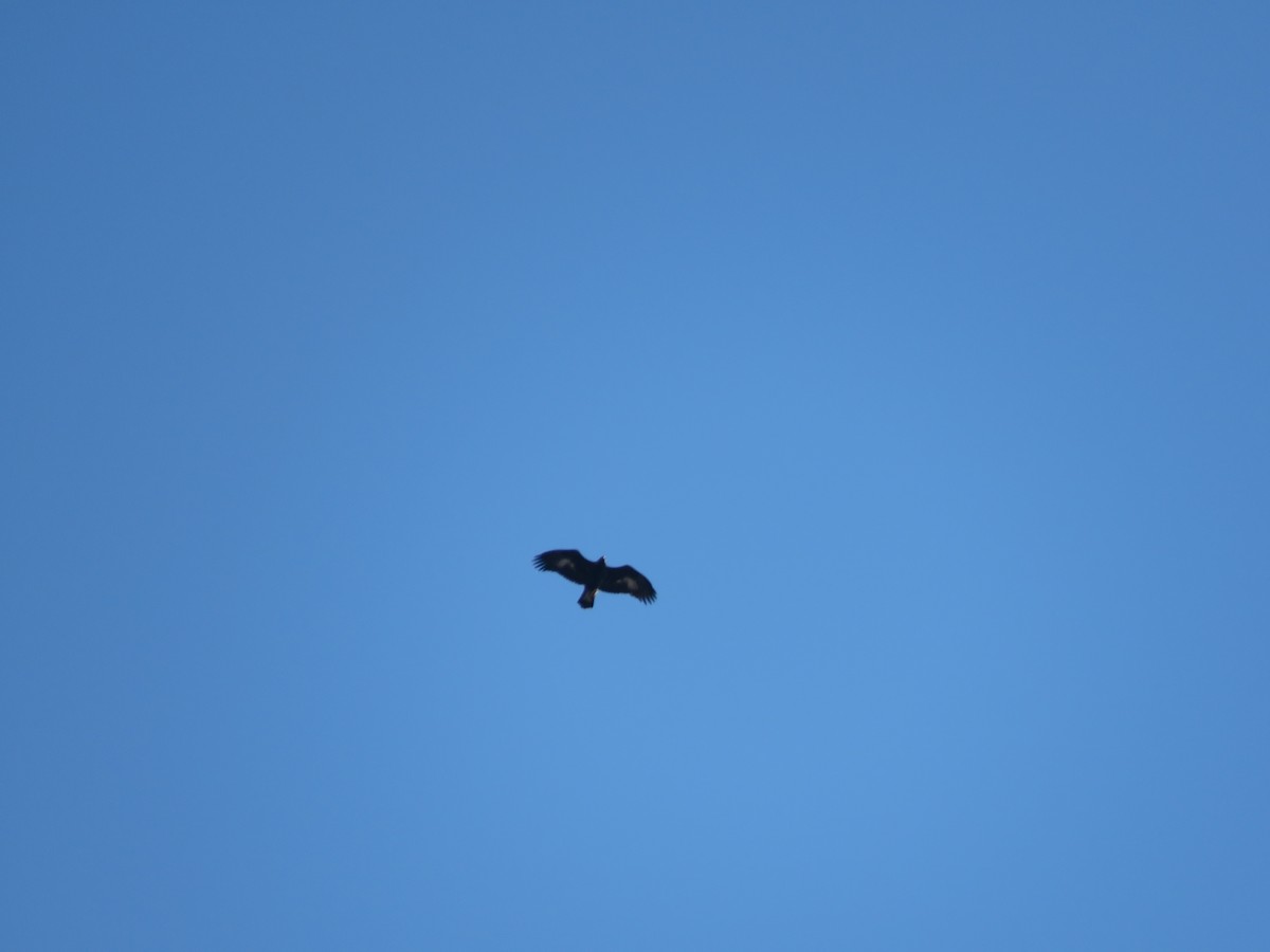 イヌワシ - ML644533893