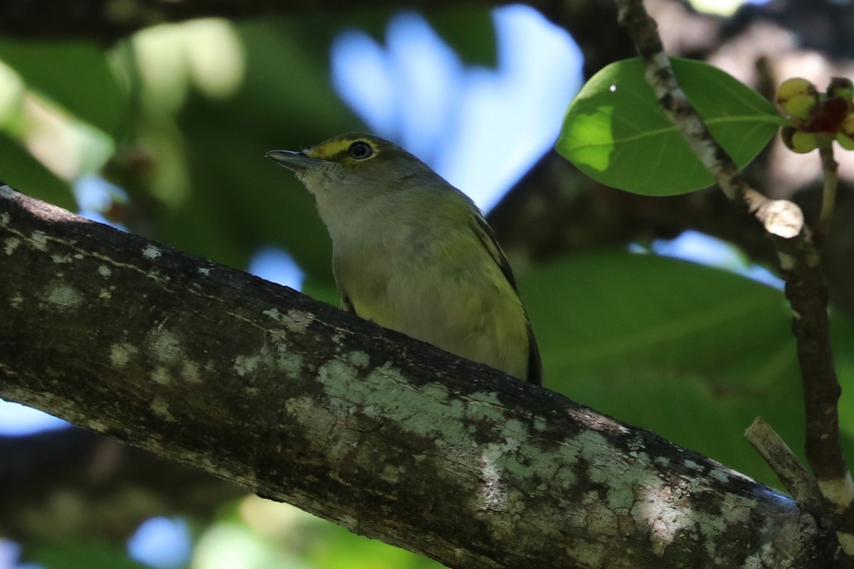 White-eyed Vireo - ML644533896