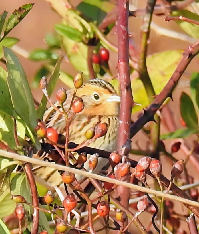 LeConte's Sparrow - ML644533904