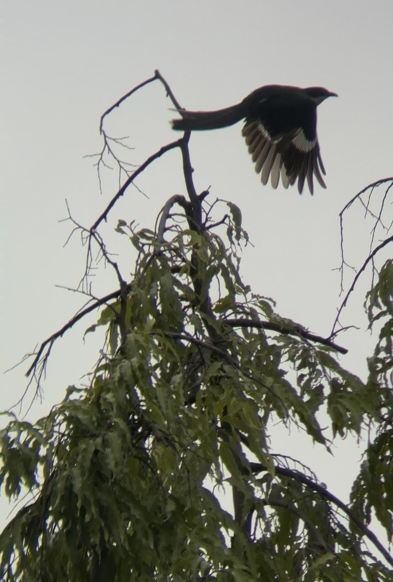 Pied Cuckoo - ML644533907