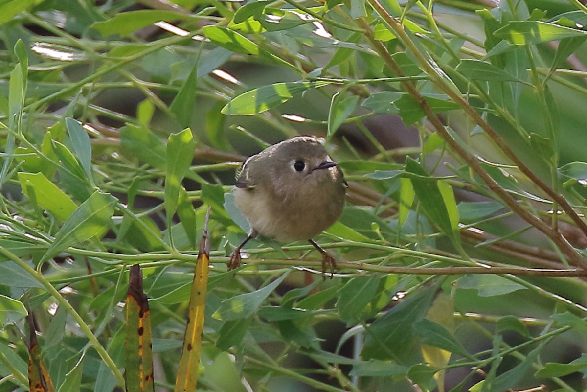 Ruby-crowned Kinglet - ML644533926