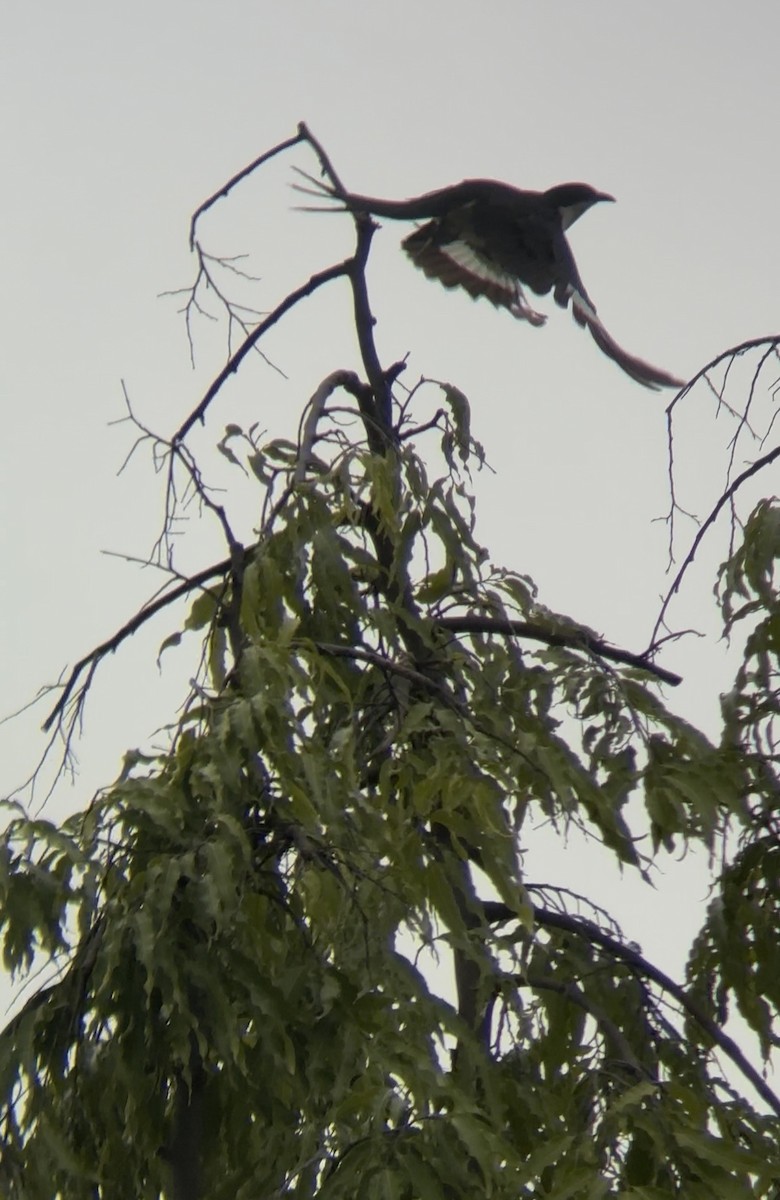 Pied Cuckoo - ML644533939