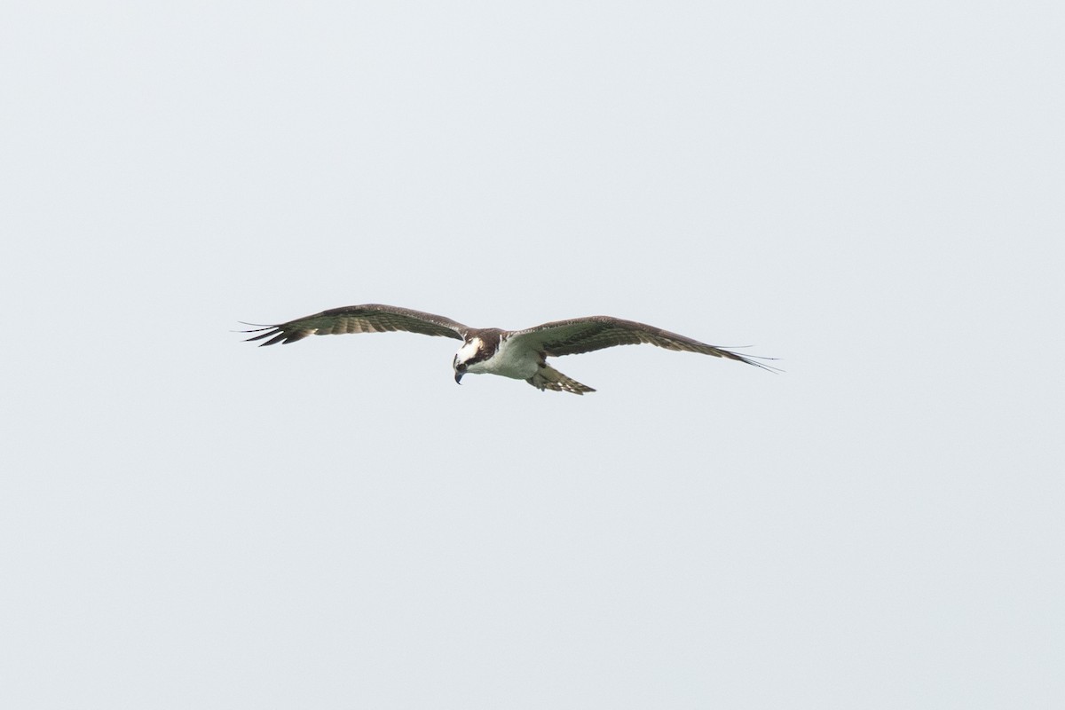 Osprey - ML644533941