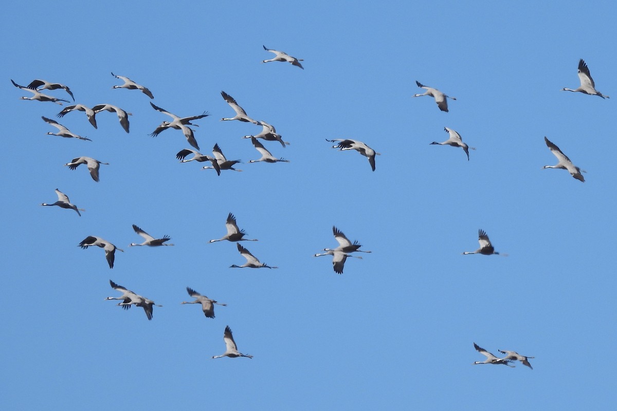 クロヅル - ML644533946