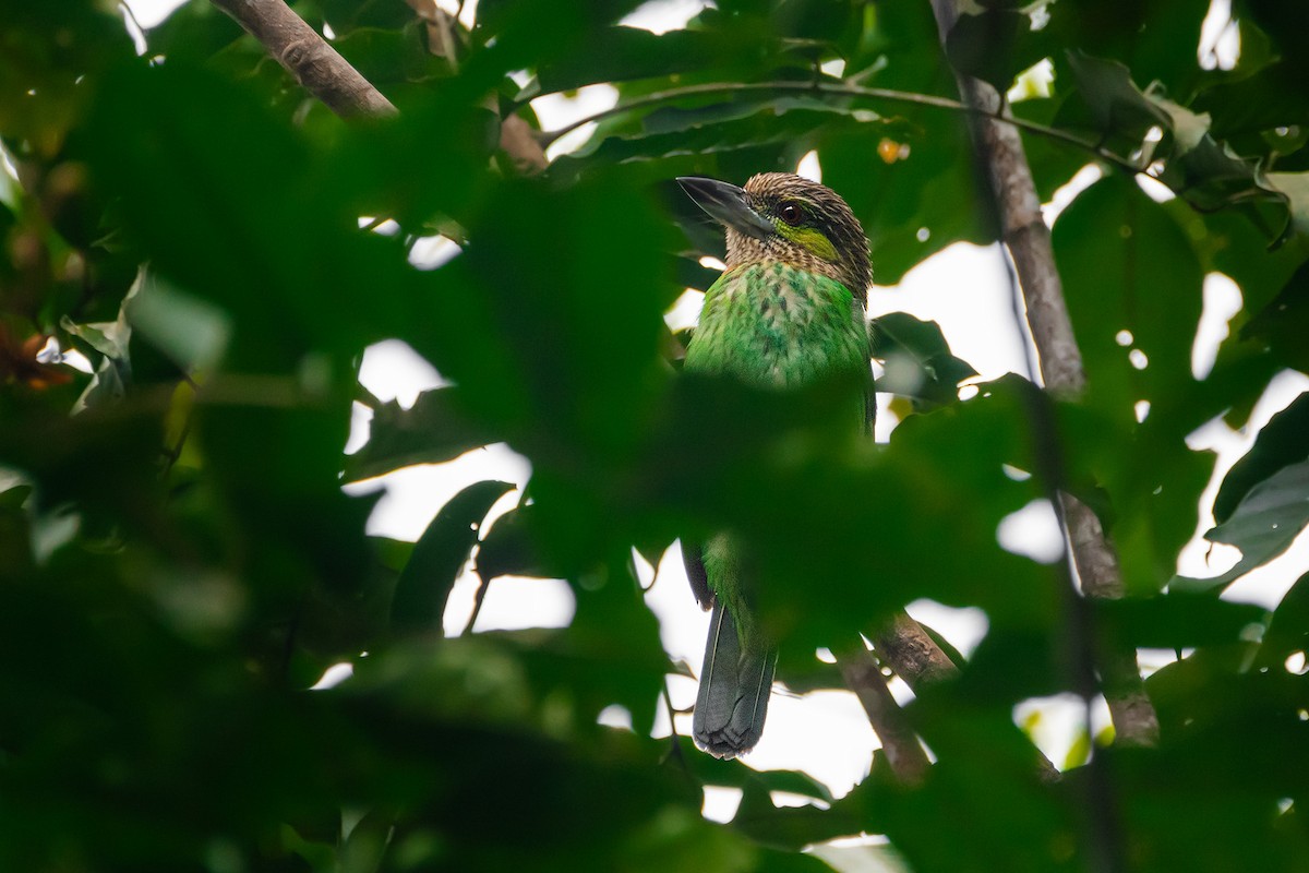 Barbu grivelé - ML644533950