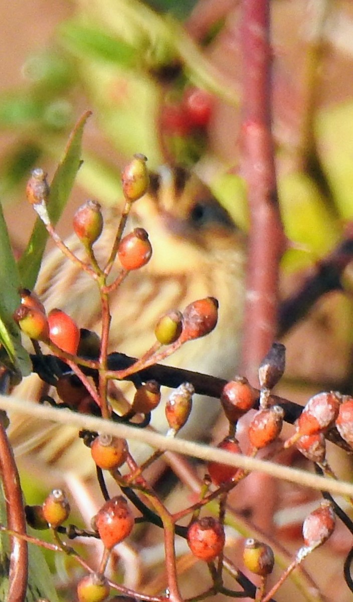 LeConte's Sparrow - ML644533953