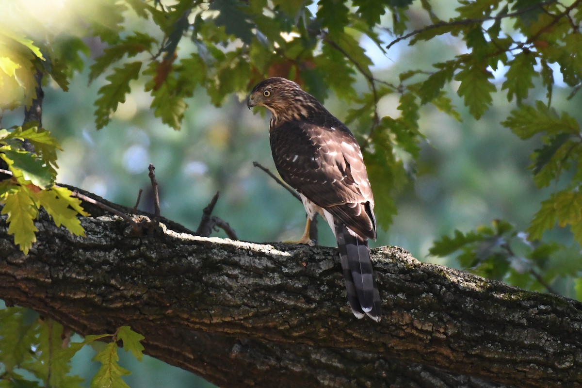 Cooper's Hawk - ML644533957
