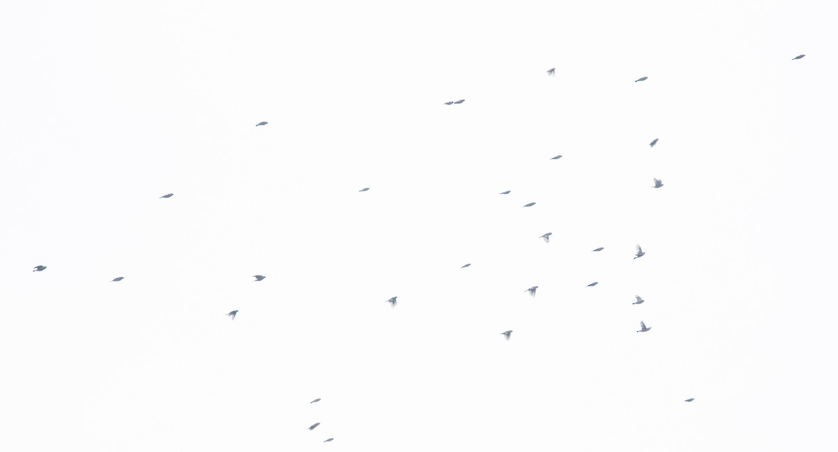 křivka bělokřídlá - ML644533962