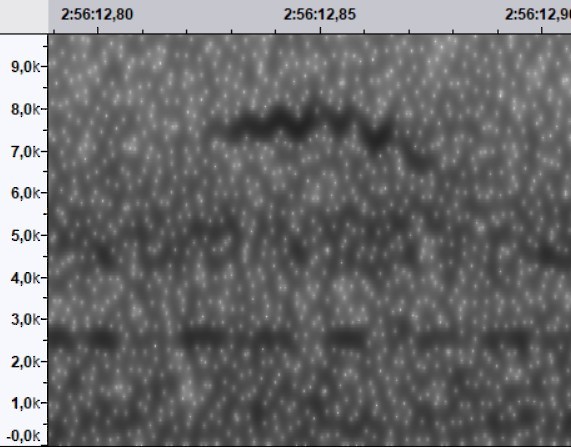 Cape May Warbler - ML644533966