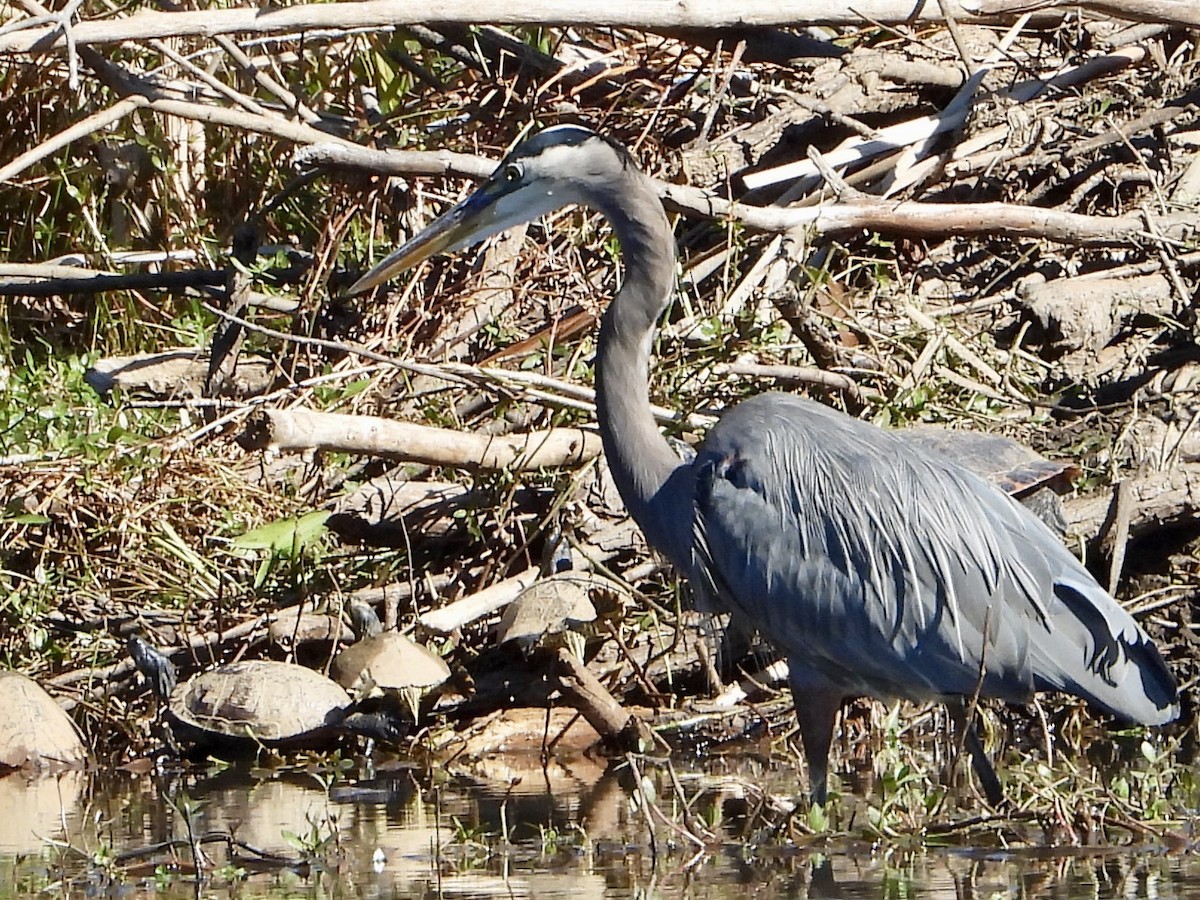 Great Blue Heron - ML644533967
