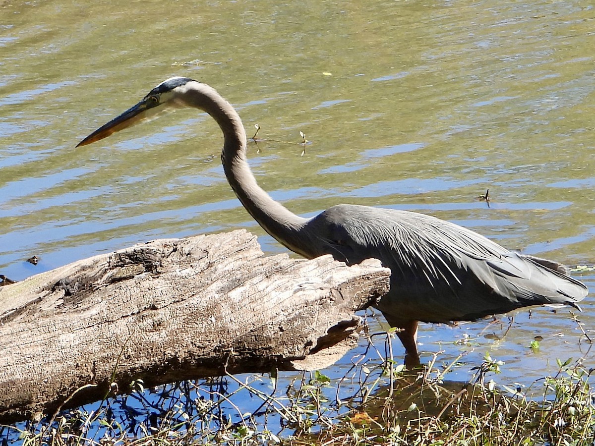 Great Blue Heron - ML644533968