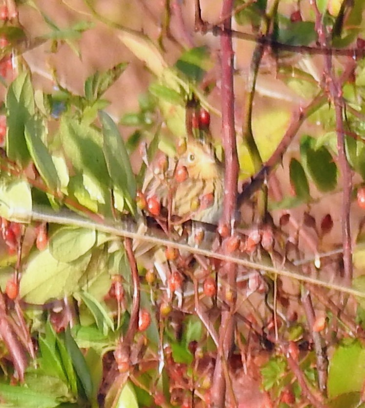 LeConte's Sparrow - ML644533970