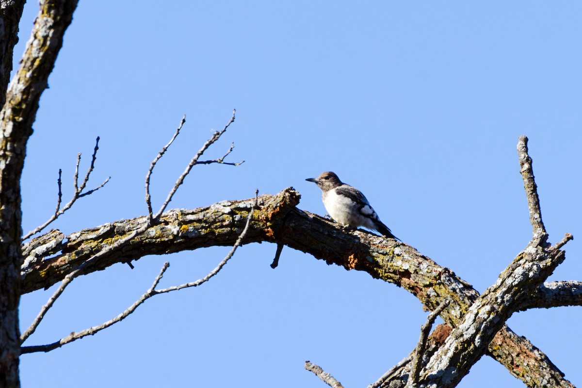 Гіла червоноголова - ML644533971