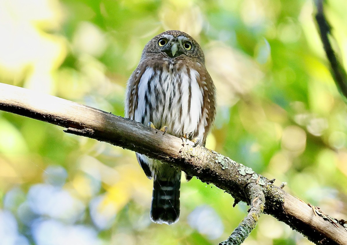 gnomugle - ML644533976