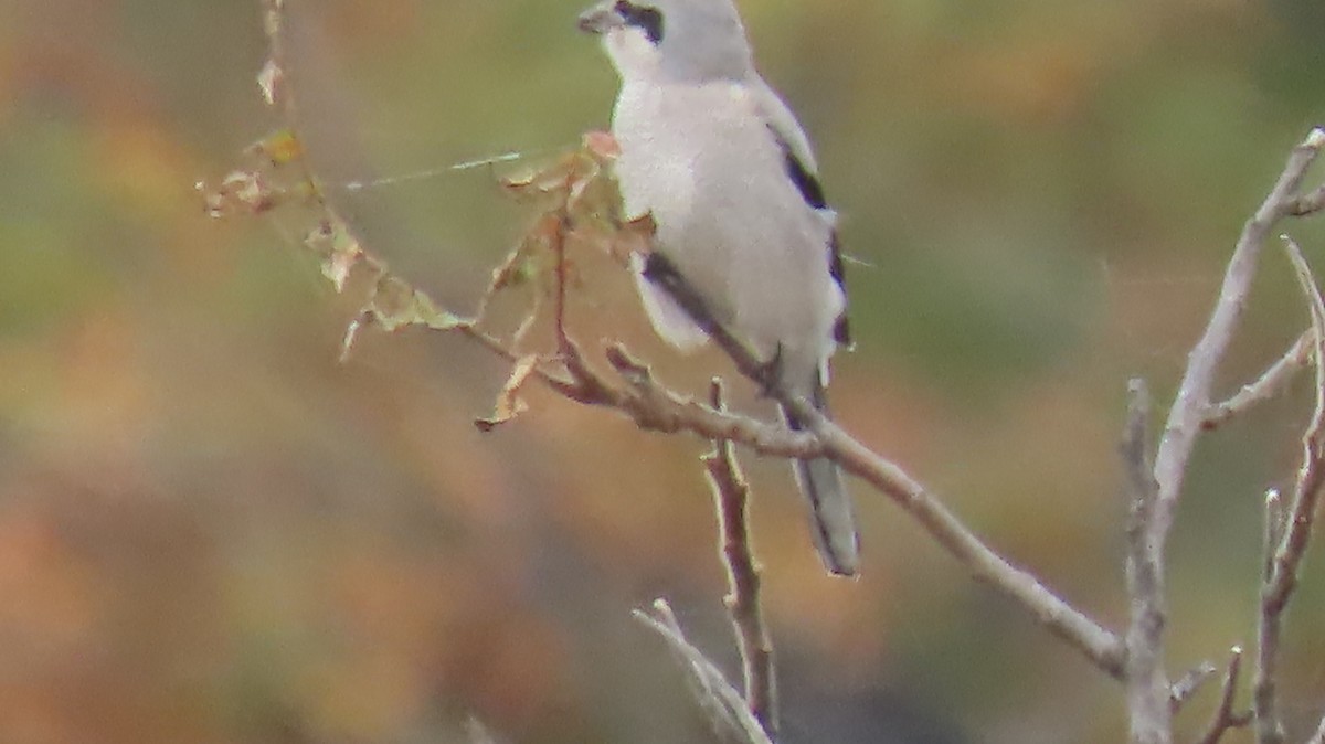 Северный сорокопут - ML644533977