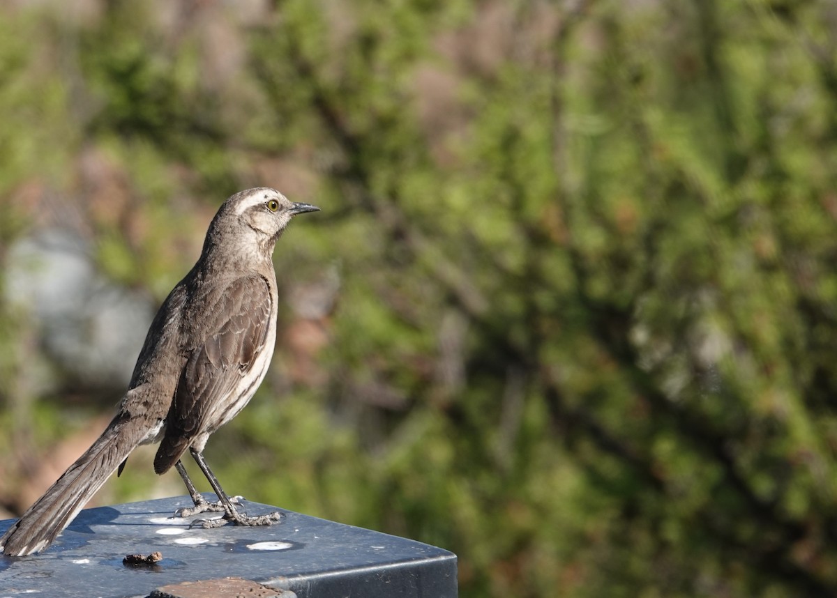 Чилийский пересмешник - ML644533979