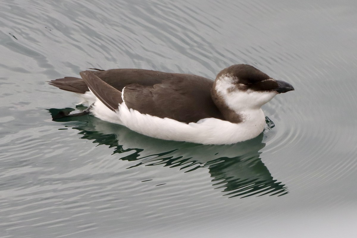 alka malá - ML644533980