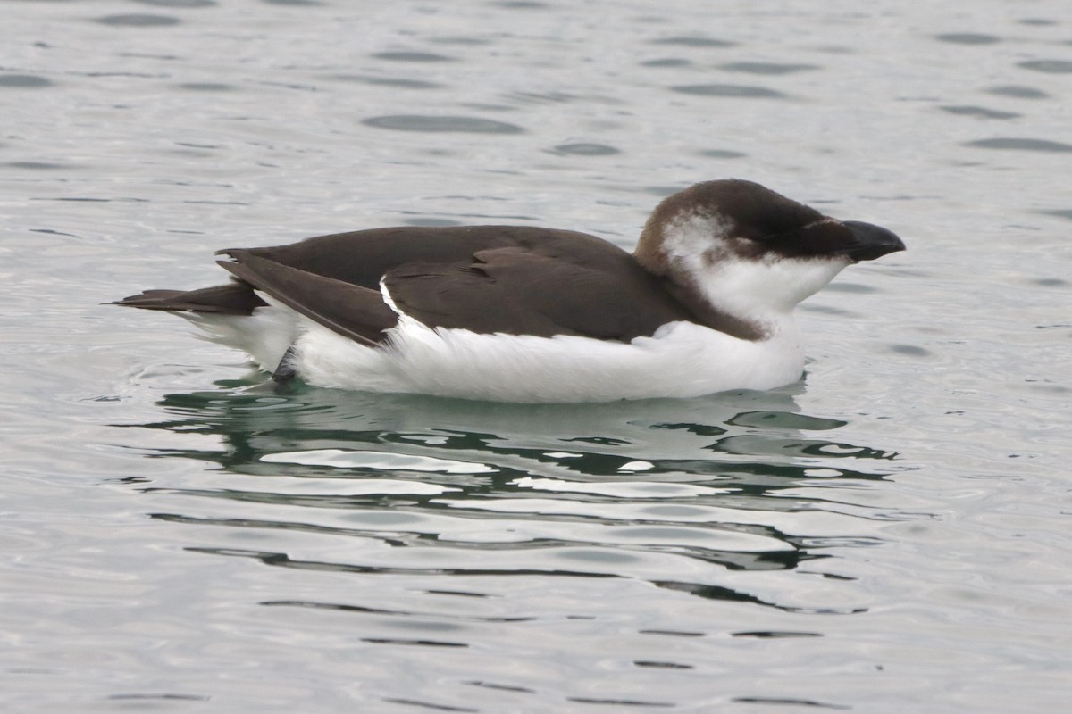 alka malá - ML644533981