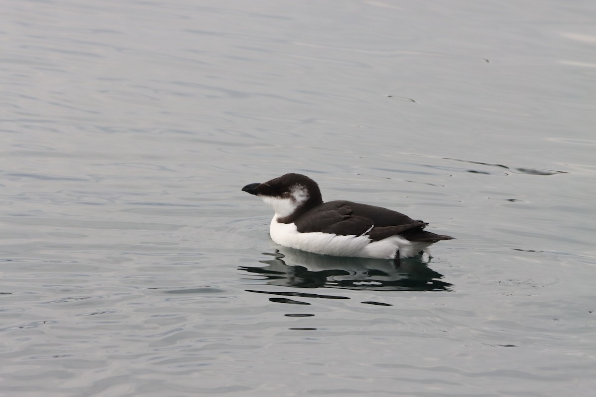 alka malá - ML644533982