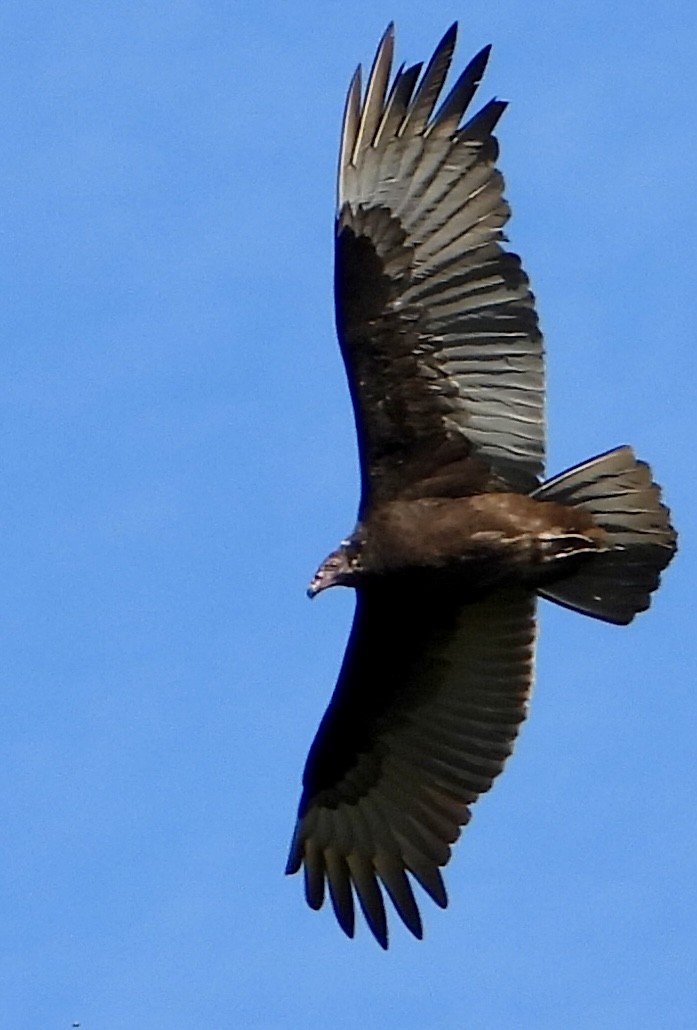 kalkunkondor - ML644533991