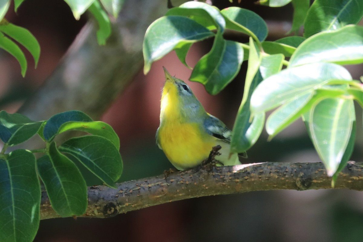 Northern Parula - ML644533992