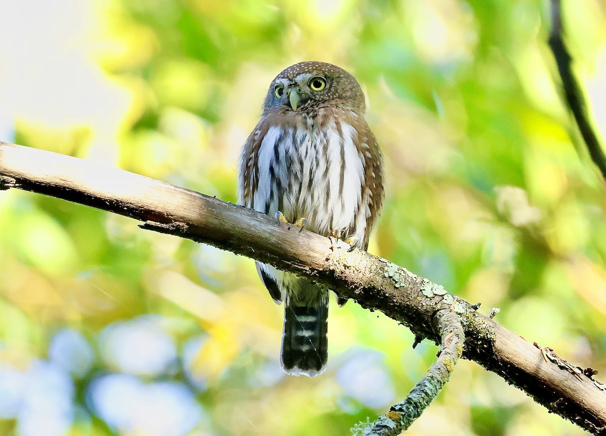 gnomugle - ML644534008