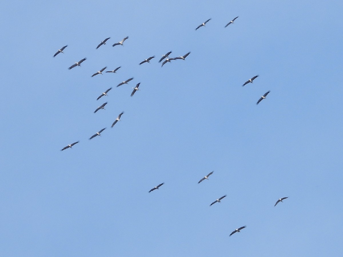 クロヅル - ML644534012