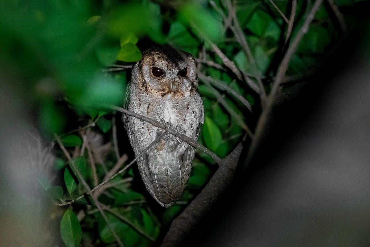 Petit-duc à collier - ML644534013