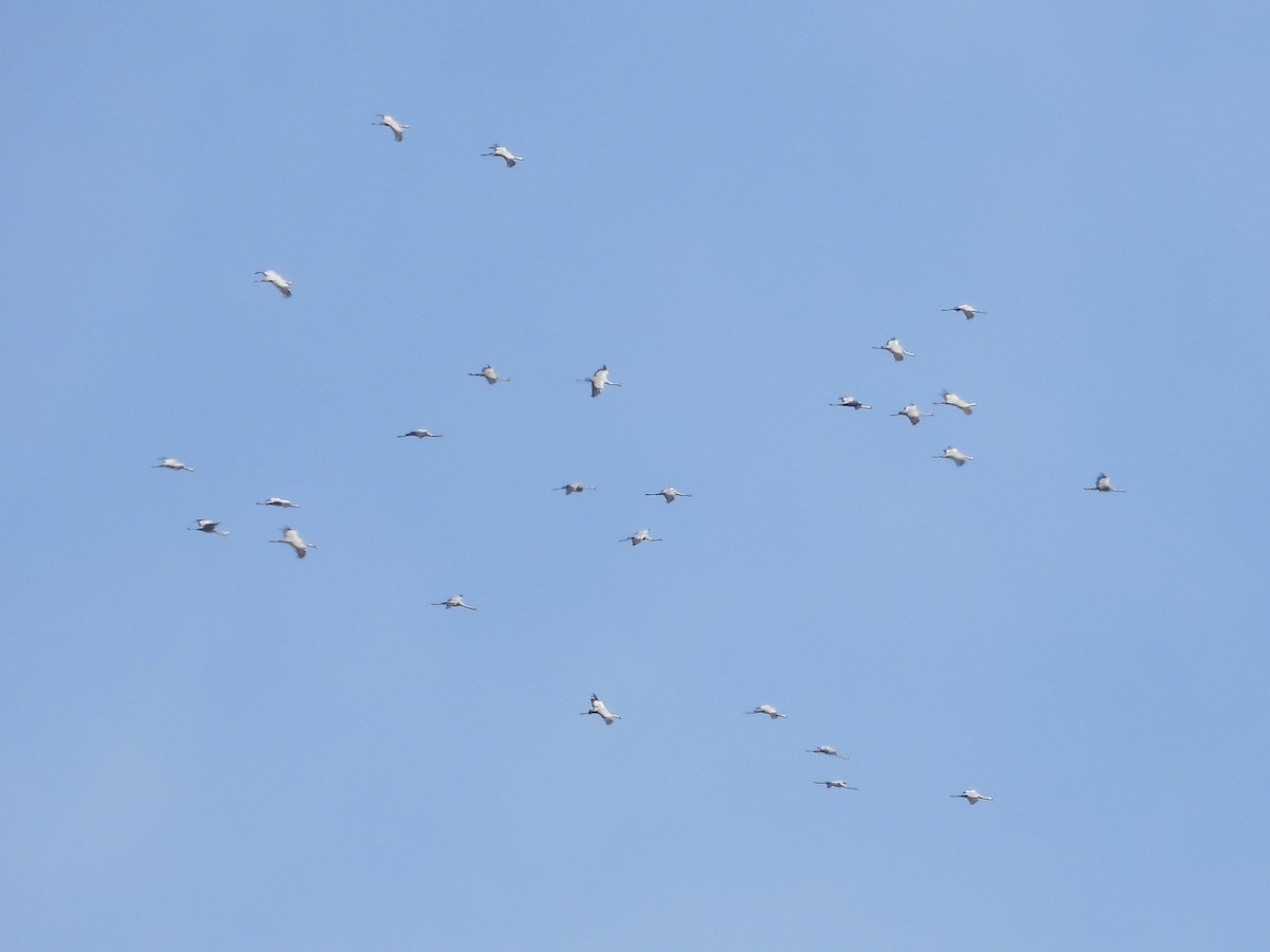 クロヅル - ML644534014