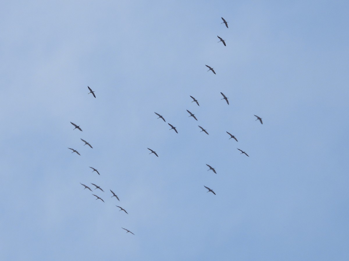 クロヅル - ML644534015