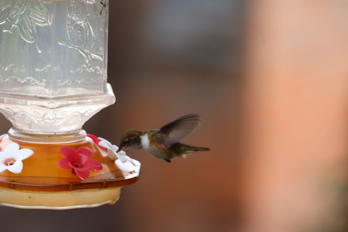 Volcano Hummingbird - ML644534035