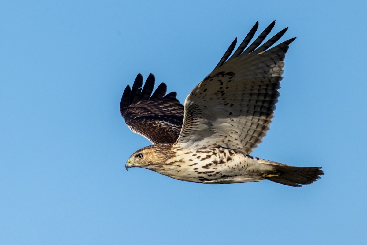 Poiana codarossa - ML644534042