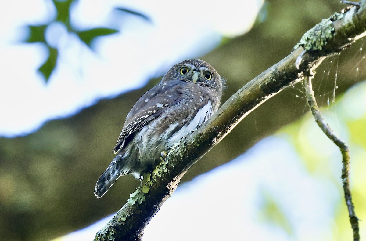 gnomugle - ML644534044