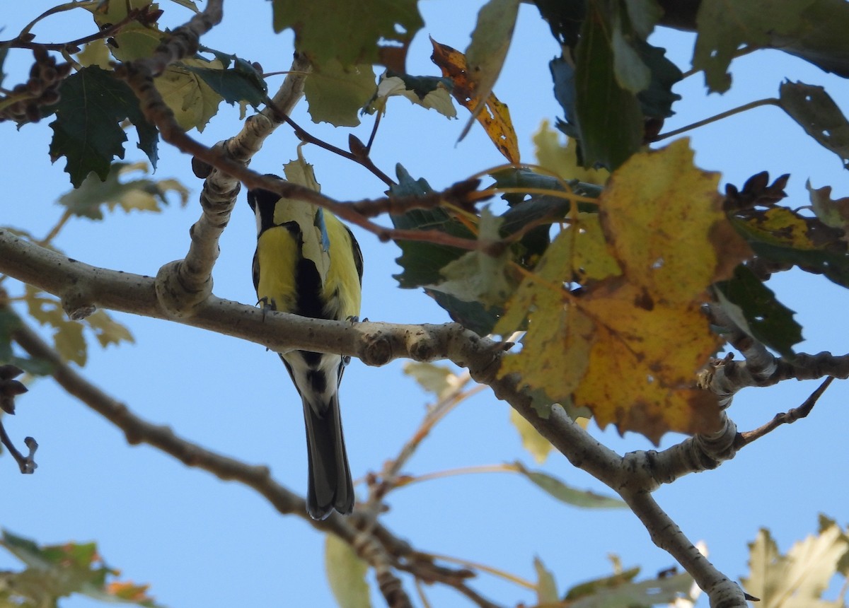 ヨーロッパシジュウカラ - ML644534053